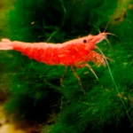 Cherry Shrimp: The Colorful Aquarium Secret Every Aquarist Should Know