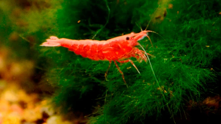 Cherry Shrimp: The Colorful Aquarium Secret Every Aquarist Should Know