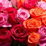 Flowers That Speak: Meanings, Types, Care, and Everyday Magic