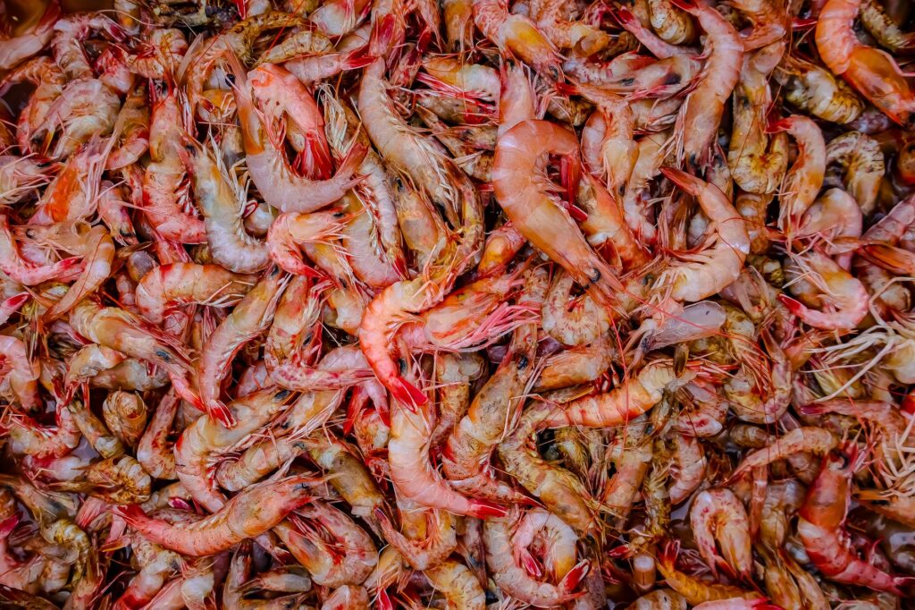 Cherry Shrimp: The Colorful Aquarium Secret Every Aquarist Should Know