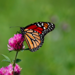 agave plant nectar syrup