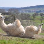 alpaca llama comparison