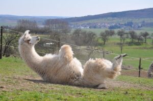 alpaca llama comparison
