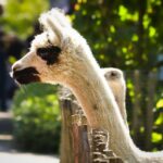 alpaca llama comparison