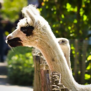 Alpaca vs Llama: The Definitive 2026 Guide to South American Camelids