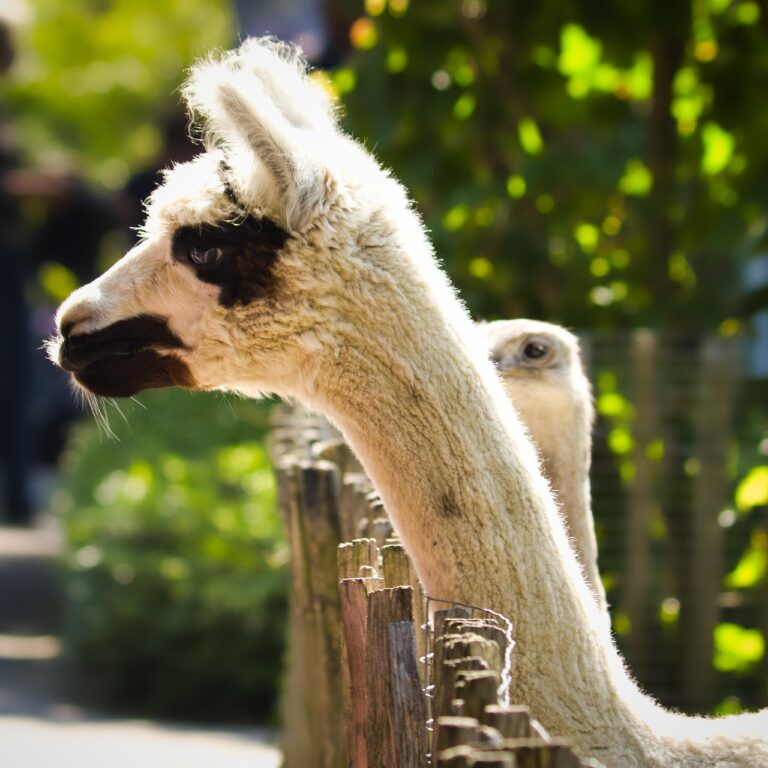 alpaca llama comparison