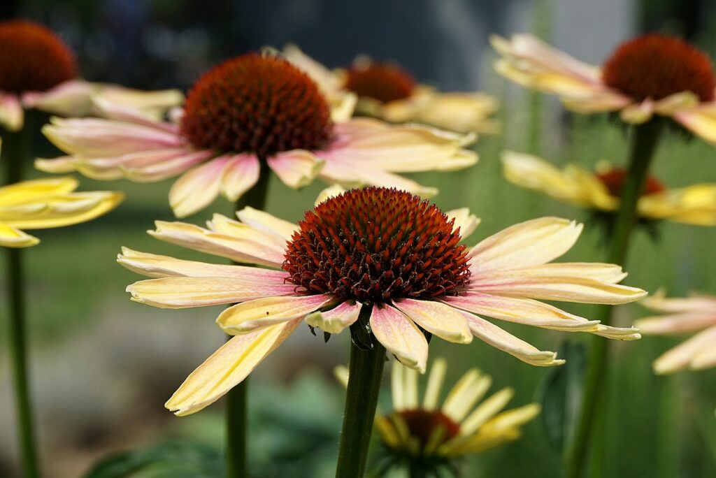 Calandiva Plant Care: Your 2026 Guide to Vibrant Blooms