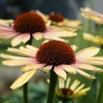 calandiva plant vibrant blooms