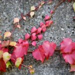 Climbing Hydrangea: The Truth About This ‘Low-Maintenance’