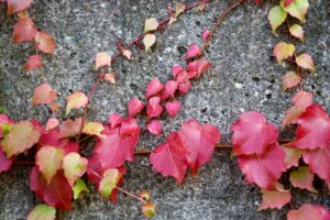 climbing hydrangea vine