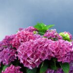 Climbing Hydrangea: The Unspoken Truths of a ‘Low-Maintenance’ Vine
