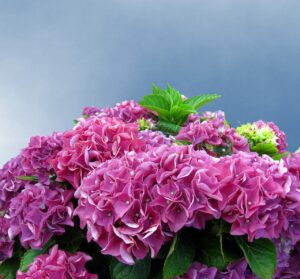climbing hydrangea vine blooming