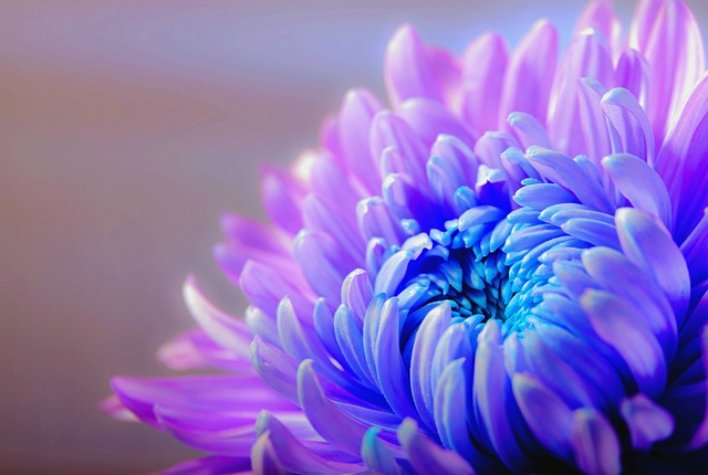 Close-up of a vibrant purple garden mum in full bloom, showcasing its numerous petals