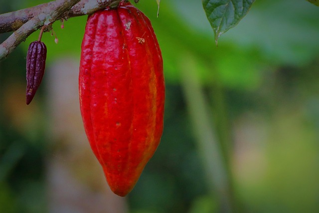 collage of cacao nibs used in various recipes like smoothies, baked goods, and savory dishes