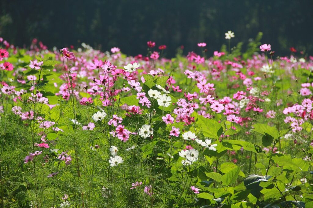 Cosmos Flowers: Your 2026 Guide to Planting, Growing & Care