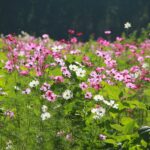cosmos flower garden