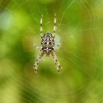 diverse arthropods