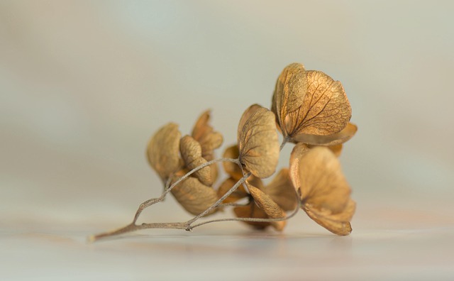 Healthy climbing hydrangea foliage with watering can at base