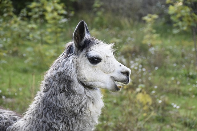 Infographic showing alpaca and llama gestation periods and cria development
