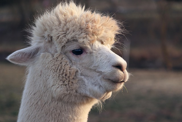 Photo of a llama guarding sheep in a field (alpaca vs llama)
