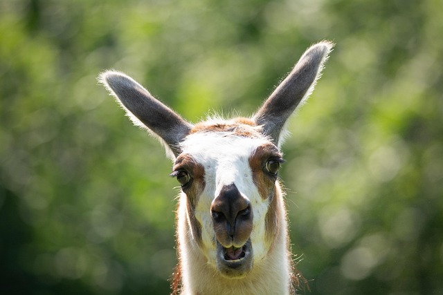 Llama wearing a small pack saddle carrying supplies on a hiking trail