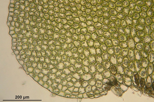 Microscopic image of plant cells showing clearly defined cell walls and chloroplasts in action
