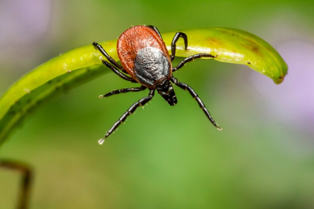 Noseeum Nuisance: Your 2026 Guide to Identifying &