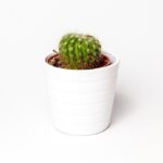 plant in nursery pot