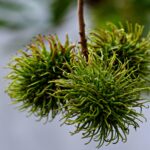 rambutan fruit cut open