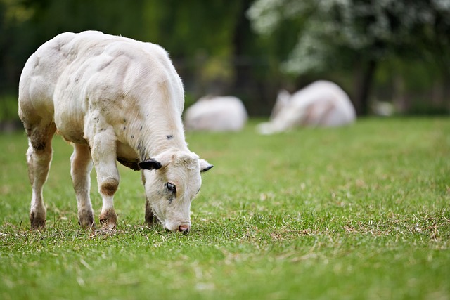 Photo of a young calf transitioning from milk to solid feed (how many stomachs does a cow have)