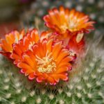 zygo cactus in bloom