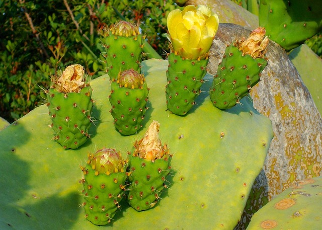 Zygo cactus in bright indirect light near a window